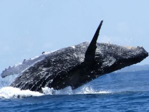 Una hermosa excursión : Ver a las ballenas en Samaná