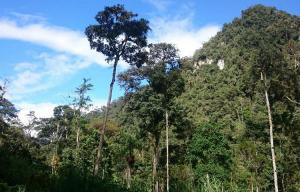 Perú crea una reserva natural privada con 41 especies de orquídeas en la Amazonía