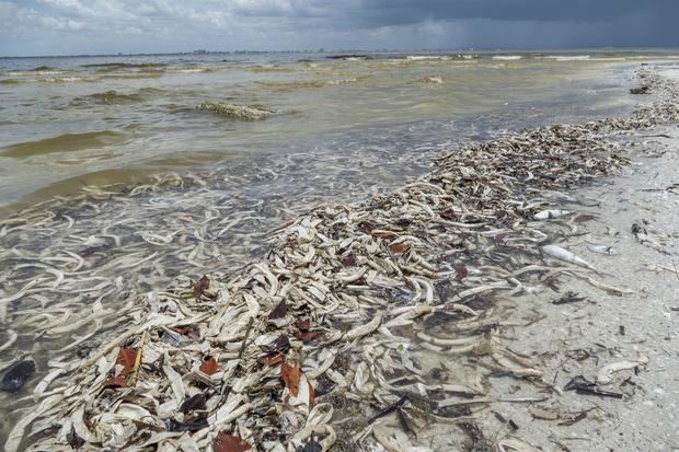 La agencia señaló que esta toxina neurológica, que ataca el sistema nervioso de los humanos y también el de los animales, ha causado esta semana la muerte de centenares de peces en seis condados del suroeste de Florida, como también irritaciones respiratorias.