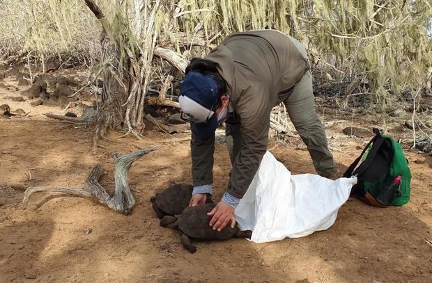 Fotografía cedida por Parque Galápagos fechada el 25 de septiembre en la que se aprecia a un funcionario del Parque que extrae de unos saquillos unas tortugas para devolverlas a su hábitat en la isla San Cristóbal, del archipiélago ecuatoriano.