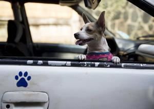 "Pelutaxi Peluditos", el proyecto que rescata animales en riesgo en Managua