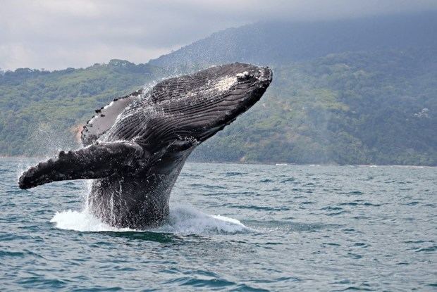 Ballenas jorobadas.