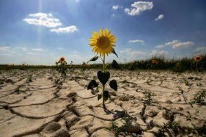 Estados del Caribe abogan por cooperación para luchar contra cambio climático 