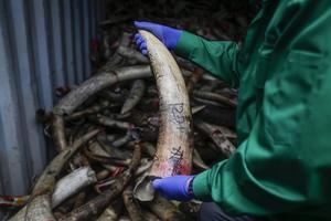 La ONU alerta del peligro para la salud humana del tráfico ilegal de especies