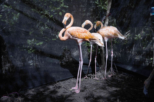 Un grupo de flamencos fue registrado este sábado, 4 de febrero, al permanecer en un corral antes de ser liberados en los manglares del Parque Natural Estero Balsa, en Montecristo, República Dominicana.