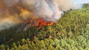 Siete detenidos acusados de provocar los incendios de Punta Cana
 