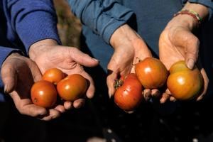 Latinoamérica necesita sistemas alimentarios más sostenibles, según el FIDA