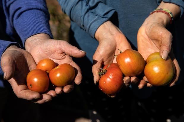 Dos mujeres muestran varios tomates cultivados en un huerto comunitario recuperado por un grupo de vecinos de Playa Ancha, situado en lo alto de los cerros de Valparaíso (en una fotografía de archivo.