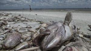 Estado de Florida declara emergencia por marea roja tóxica