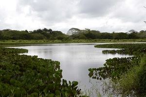 Día Mundial de los Humedales, 2 de febrero