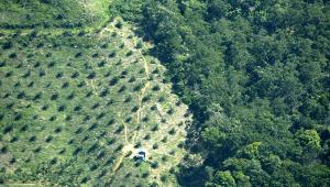 Greenpeace acusa a 25 compañías de aceite de palma de deforestar 1.300 km2