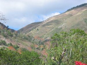 Medioambiente dispone reforestación de la parte alta de la Sierra de Bahoruco