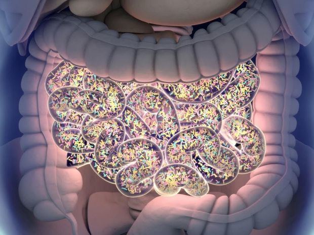 Ilustración de bacterias intestinales.