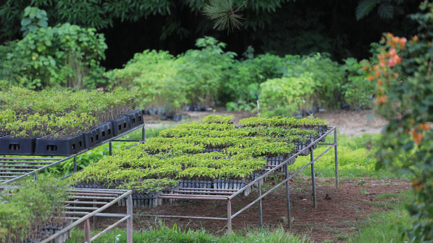 Con el objetivo de continuar la promoción de la conservación de los bosques, la restauración de las áreas degradadas, así como el aprovechamiento comercial de las plantas, el Ministerio de Medio Ambiente y Recursos Naturales (MMARN), a través del Viceministerio de Recursos Forestales, plantó 7,176,641 árboles en el año 2022.