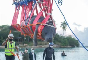 República Dominicana devuelve al mar tres manatíes del Acuario Nacional