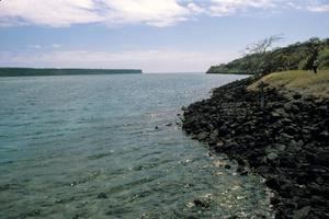 Hallan un bosque submarino de quelpos tropicales en las islas Galápagos