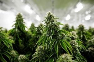 Descubren una plantación de marihuana en una vivienda de Jarabacoa