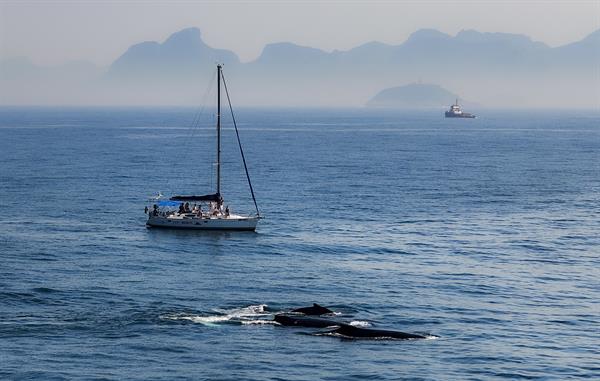En la imagen de archivo, dos ballenas jorobadas pasean en la costa de Río de Janeiro (Brasil). 