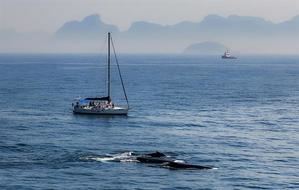 Contaminación, pesca y tráfico marítimo, principales riesgos para la vida de las ballenas