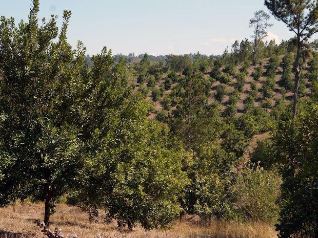 La iniciativa inicia con 200 pequeños productores que cultivan macadamia.