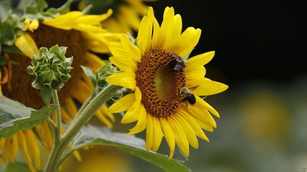 Flores con abejas. 