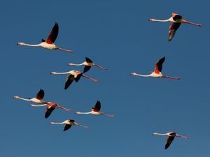 República Dominicana, un buen destino para las aves migratorias