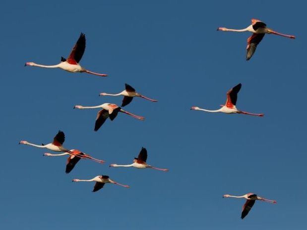  República Dominicanaes un buen destino para las aves migratorias.