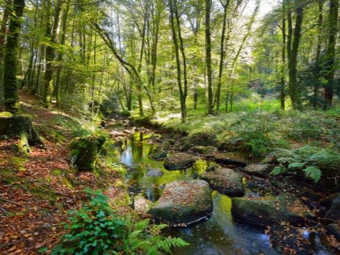 Restaurar los bosques tropicales es fundamental para la salud del planeta.