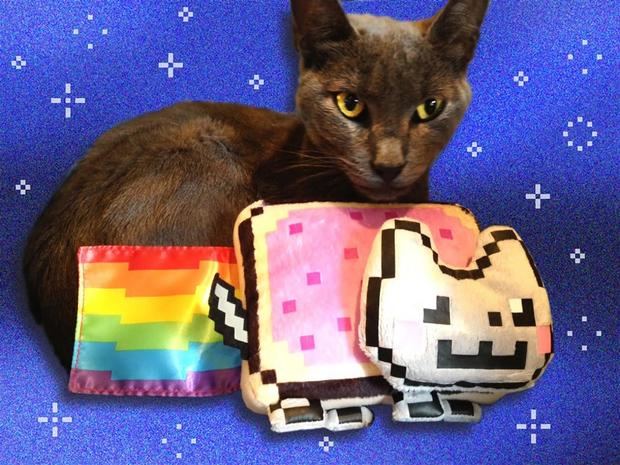 un gato junto a un peluche del gato Nyan, un meme que ahora la comunidad de internet considera un icono del siglo XXI, y que se ha vendido por más de 600.000 dólares.