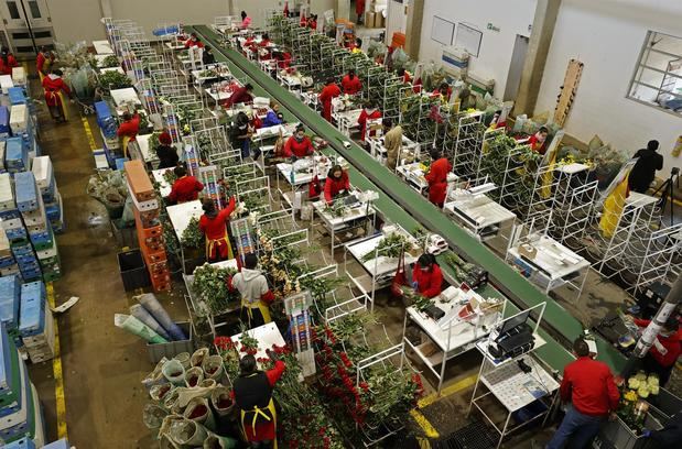 Mujeres trabajan en la sección de postcosecha de flores para San Valentín ayer, en la empresa El Redil, ubicada en Nemocón, Colombia.