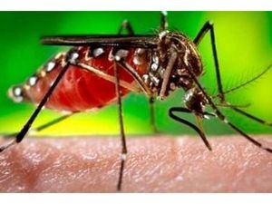 Se han registrado 50 muertes por dengue hasta 8 de diciembre en el país 