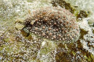 La Unesco lanza un plan para mejorar la resistencia de los arrecifes de coral