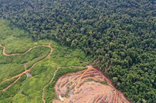 Plantación de palma en un bosque en Indonesia.