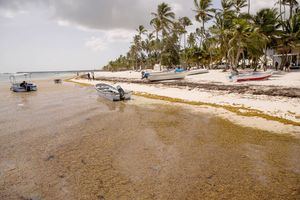 Una marea de sargazo inunda las cristalinas playas dominicanas