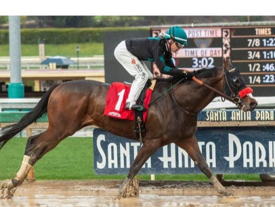 Profesionales del hipismo, acusados de dotar caballos ilegalmente.