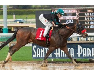 Profesionales del hipismo, acusados de dopar caballos ilegalmente