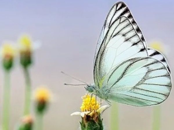 Asamblea de ONU Medio Ambiente se centrará en soluciones basadas en la naturaleza.