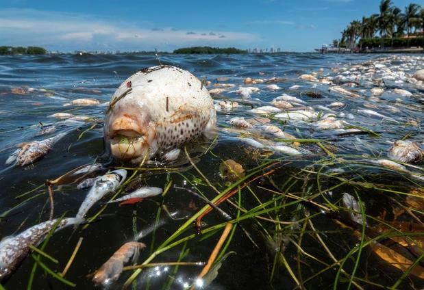 Miles de peces muertos se ven en la costa de la Bahía Vizcaína (Biscayne Bay) en Miami, Florida, EE.UU., este 11 de agosto de 2020.