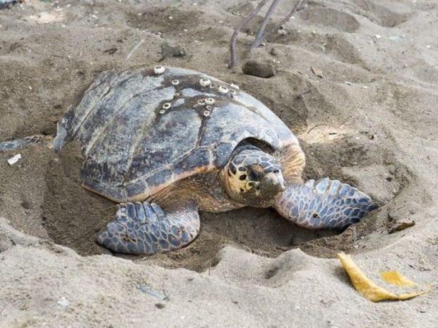 MA pone en circulación 'Manual para la Proteccion, Conservación y Manejo de las Tortugas Marinas'