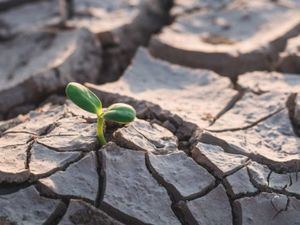 Pronostican grave crisis de agua y de alimentos en el país dentro de cinco años