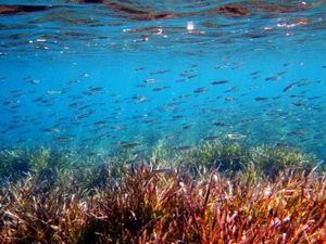 Hallan microplásticos en el 60% de sardinas y anchoas del Mediterráneo