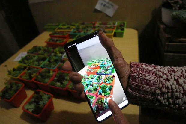 María Saavedra, de 90 años, toma fotografías a sus plantas para venderlas a través de la plataforma digital Instagram ayer martes, en Santiago, Chile.