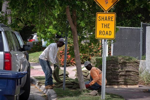 Unos obreros trabajan cambiando palmeras por árboles el 3 de marzo de 2021, en una carretera de Miami Beach, Florida, EE.UU.
