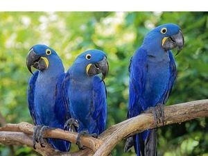 Los incendios en el Pantanal amenazan al santuario de guacamayos azules en Brasil