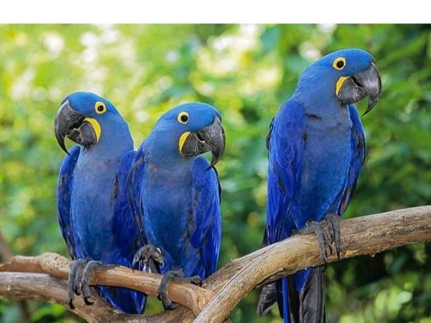 Los incendios en el Pantanal amenazan al santuario de guacamayos azules en Brasil.