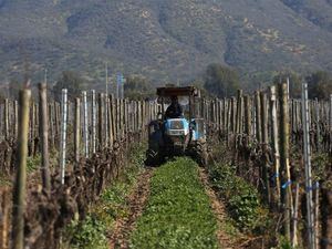 Un hombre recorre en un tractor los viñedos ayudando en el control de maleza en la agricultura orgánica de la viña Emiliana el 3 de septiembre de 2020, ubicada en la comuna de Casablanca, ciudad de Valparaíso, Chile.
