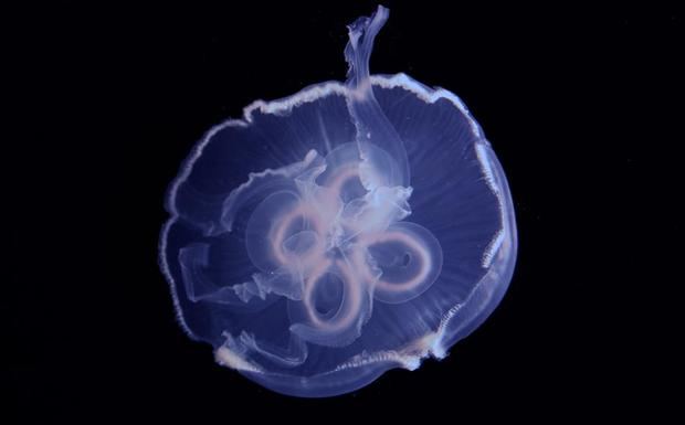 Fotografía divulgada por la Universidad del Sur de Florida (USF) donde se muestra una medusa, especia objeto de un descubrimiento que indica que suelen producir al moverse dos anillos de vórtice.
