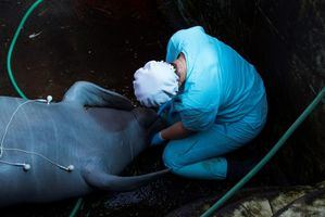 Acuario dominicano prepara a tres manatíes para vivir en libertad