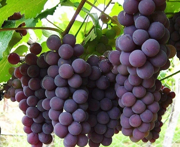 Uvas de Neiba