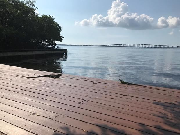 Un par de iguanas fue captado este miércoles al tomar el sol en un muelle a orillas de la bahía Vizcaína, en el barrio de Brickell, en Miami, Florida, EE.UU.